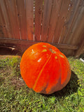 XL Statement Pumpkin