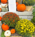 Pair of Fall Mums