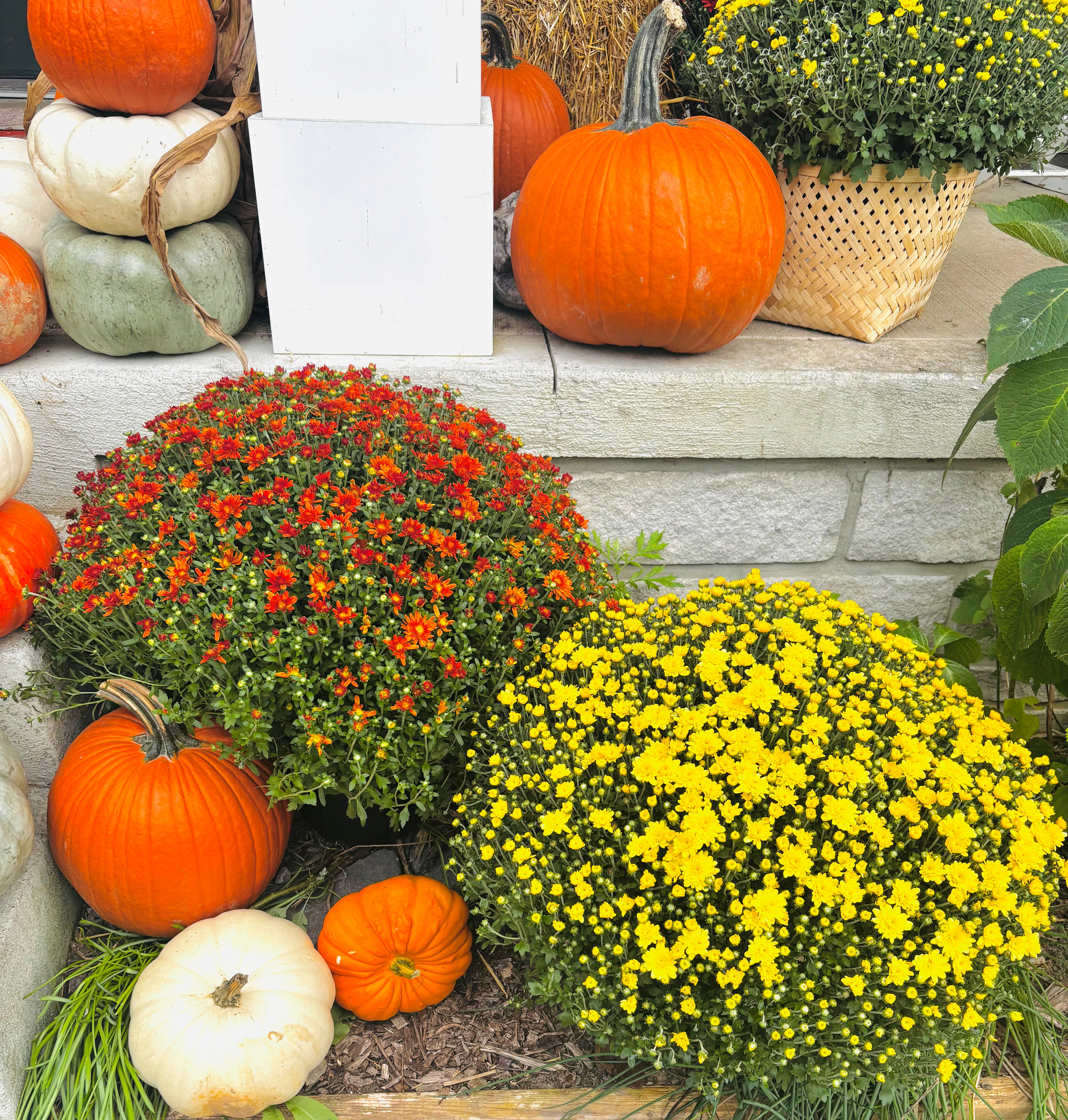 Pair of Fall Mums