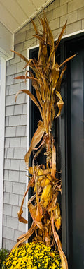 Cornstalk Bundle