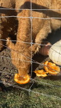 HIghland cow eating a pumpkin donated through Golden Porches' end-of-season cleanup service.